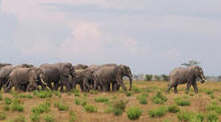 Amboseli elephant herd