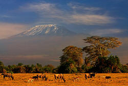 Amboseli wildbeest grazing