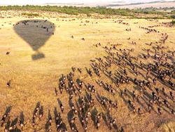 Ballon safari