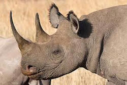 Black rhino in lake nakuru national park