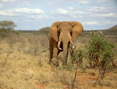 elephnat bull at tsavo east national park elephnat bull at tsavo east national park