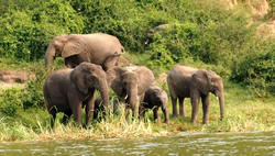 elephant in queen elizabeth national park