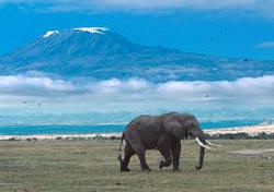 elephant at mount kilimanjaro