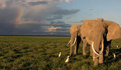 elephants in Amboseli nation park
