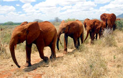 elephants at tsavo east national park