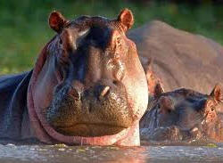 Hippos at mara river