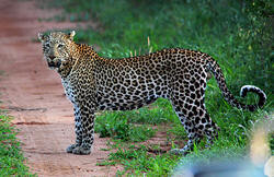 Leopard in Tsavo west