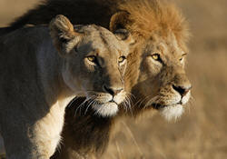 lions in masai mara reserve