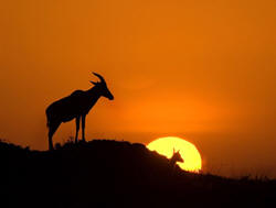 moonrise at Masai Mara