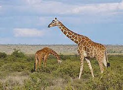 giraffes at samburu reserve