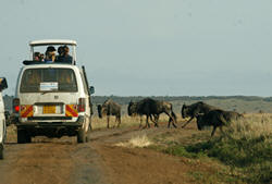 safari game drive in masai mara