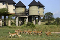 saltlick lodge game viewing