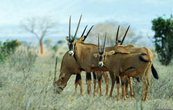 Oryxes in Tsavo East