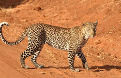tsavo west leopard