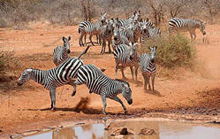 tsavo zebra