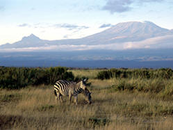 Zebras in Amboseli National Park