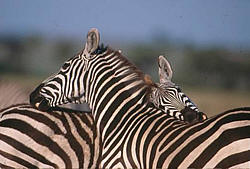 Zebra in Tsavo east