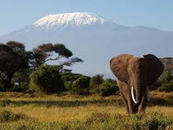 elephant at mount kilimanjaro