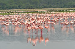 flamingoes in lake nakuru national park