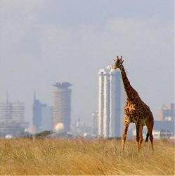 giraffe at nairobi national park