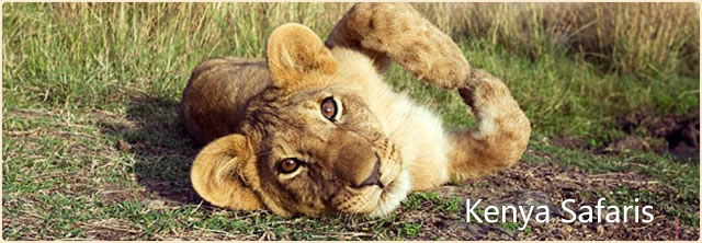 kenya-safaris kenya-safaris