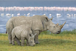 White Rhinos in Lake Nakuru