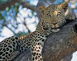 leopard at Tsavo west