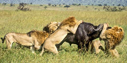 Lions infight with Buffalo