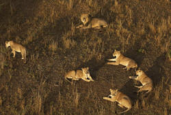 lions seen from birds eye view