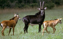 Antelope with calves