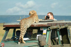 safari game drive masai in masai mara safari game drive masai in masai mara