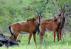 shimba hills sable antelope
