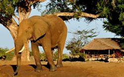 tsavo east bull elephant