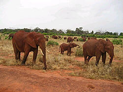 tsavo east elephant foraging