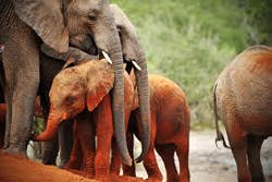 tsavo east elephants herd