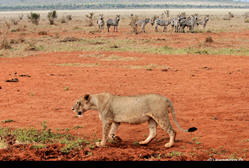 tsavo east lions and zebras