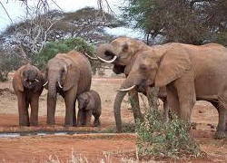 tsavo elephant herd