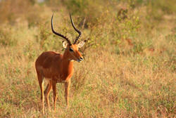 impala at tsavo west