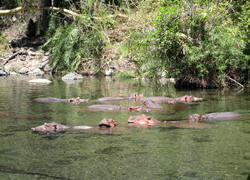 hippos at mzima spring in tsavo west