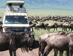 wildbeasts in tsavo
