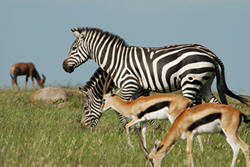 wildlife in masai mara